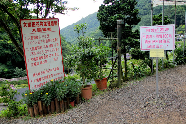 大梯田花卉生態農園 繡球花