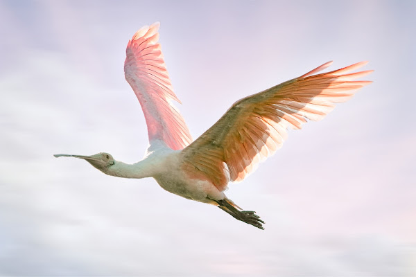 Roseate Spoonbill.