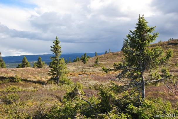 Vardefjell 008