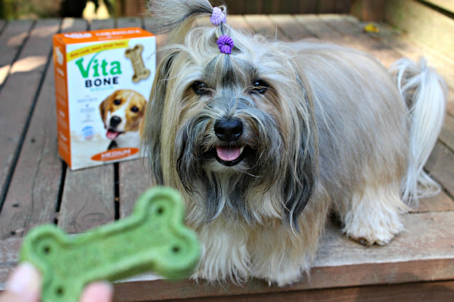 Vita Bone Rocco Havanese treat-based positive reinforcement training