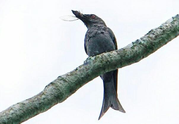 gambar burung srigunting kelabu liar