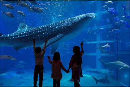 Should we go to Osaka Aquarium Kaiyukan and Tennoji Zoo?