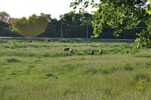 horses Hickory Ridge Studio