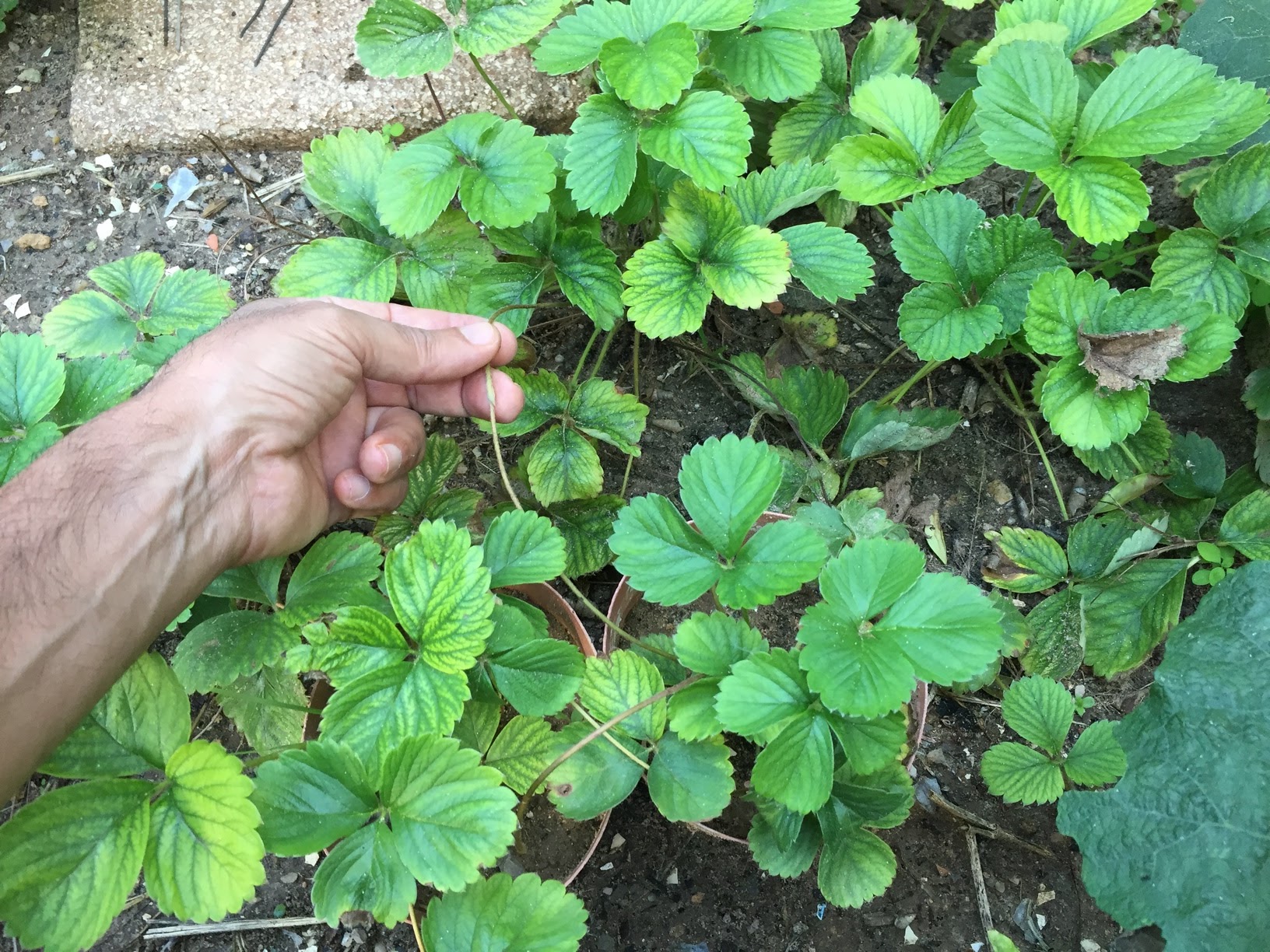 Strawberry runners are the long shoots sent out from the base of the main plant.