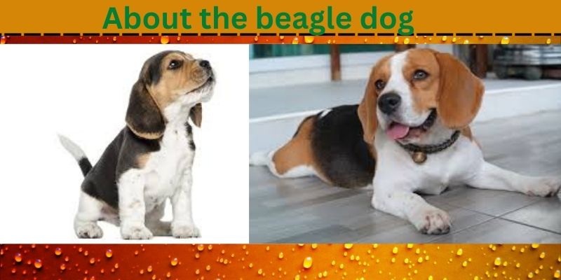 About the beagle dog