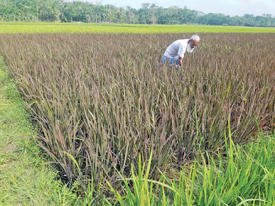 সবুজ খেতের মধ্যে বেগুনি ধান