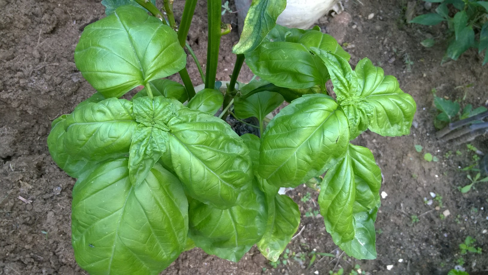 Basil is a deliciously fragrant, quick growing aromatic herb.