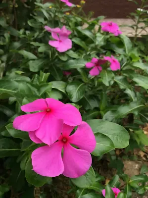 Chula - Catharanthus roseus