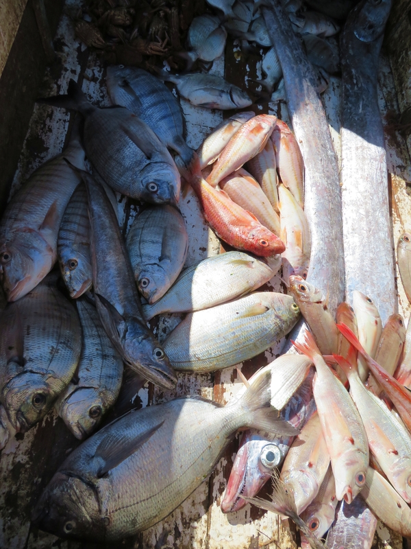 Свежепойманная рыба в порту Эс-Сувейры
