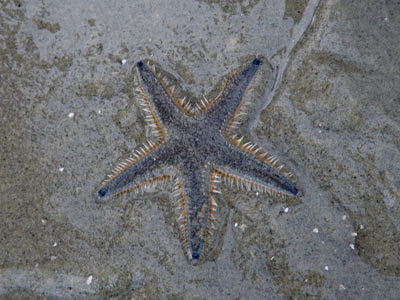 Sand Star (Astropecten sp.)