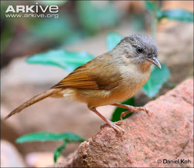 Brown Fulvetta