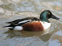 Northern shoveler drake, by Dick Daniels