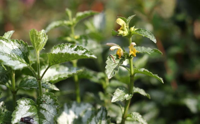 Yellow Archangel Flowers Pictures