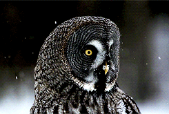 owl, winter, gif