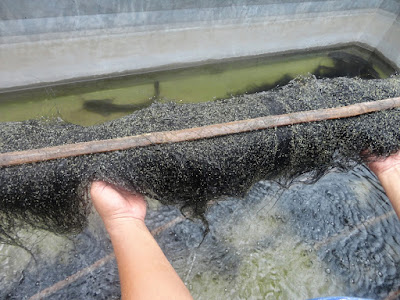 Cara terbaik pemijahan ikan lele di kolam terpal