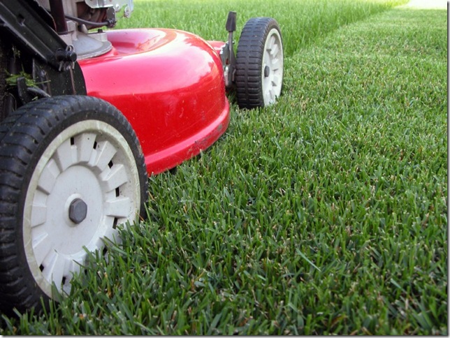 grass