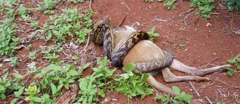 Snake eatsKangaroo