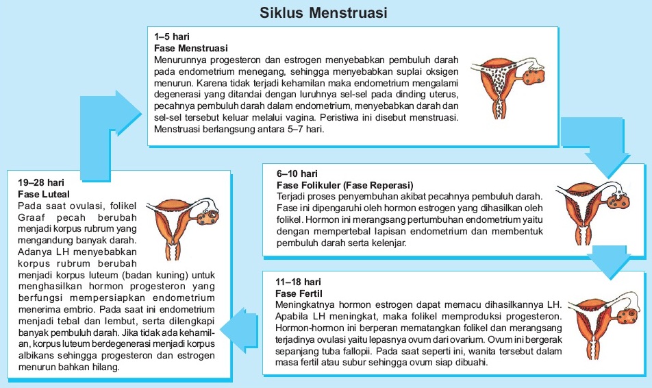 Proses Pembentukan Ovum dan Siklus Mentruasi pada Wanita