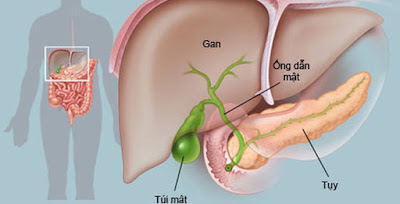 Tìm hiểu về Can và Đởm - Sinh bệnh lý của Can và Đởm