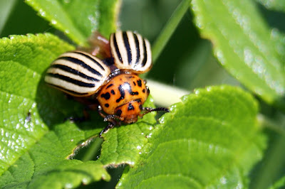 Coloradokever - Ierappelkrobbe - Leptinotarsa decemlineata