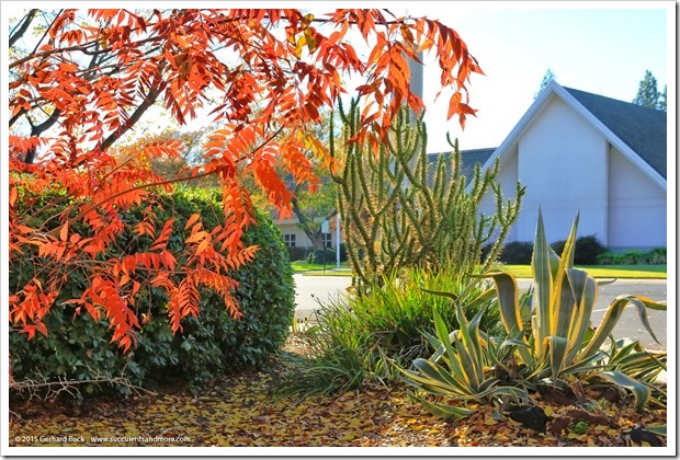 151120_Davis_fall_color_016