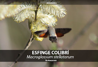 Esfinge colibri Renaturalizado Rio Manzanares