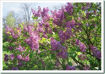 lilac tree
