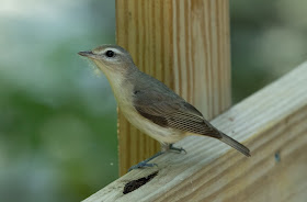 Warbling Vireo - Magee Marsh, Ohio, USA