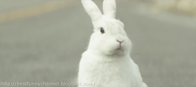 White bunny 3. 
