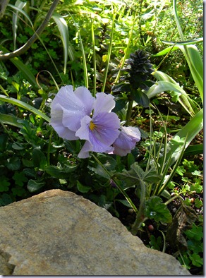DSCN5093