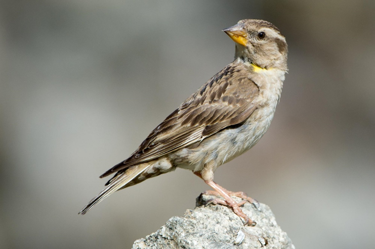 Gorrión chillón (Petronia petronia).