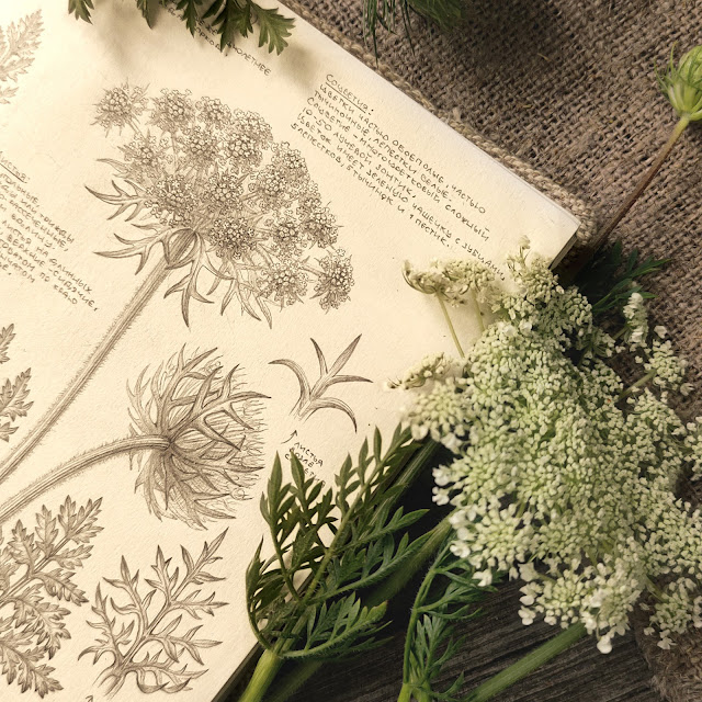 Morkov dikaya,  Daucus carota: botanical pencil sketch, floral art, sketchbook collection, botanical illustration, field plants