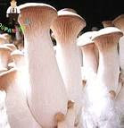King oyster mushroom 
