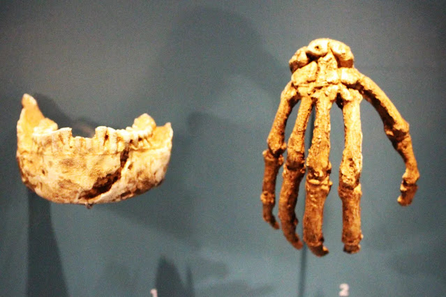 Es posible que H. naledi haya podido realizar "agarres engarzados"