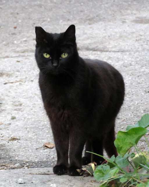 Black cat, Via delle Grazie, Livorno