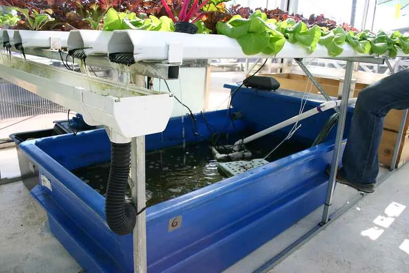 How to choose an aquaponics fish tank