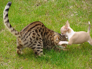 Tiger Kittens