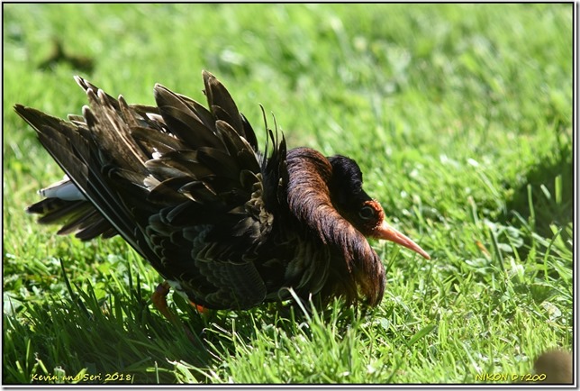 Slimbridge WWT - June