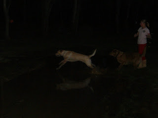 Picture of Toby and Red jumping over the mud puddle - both are trying to catch the dog toy just thrown across