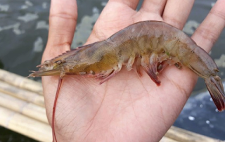Litopenaeus vannamei  (whiteleg shrimp)