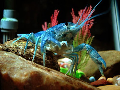 Blue Lobster