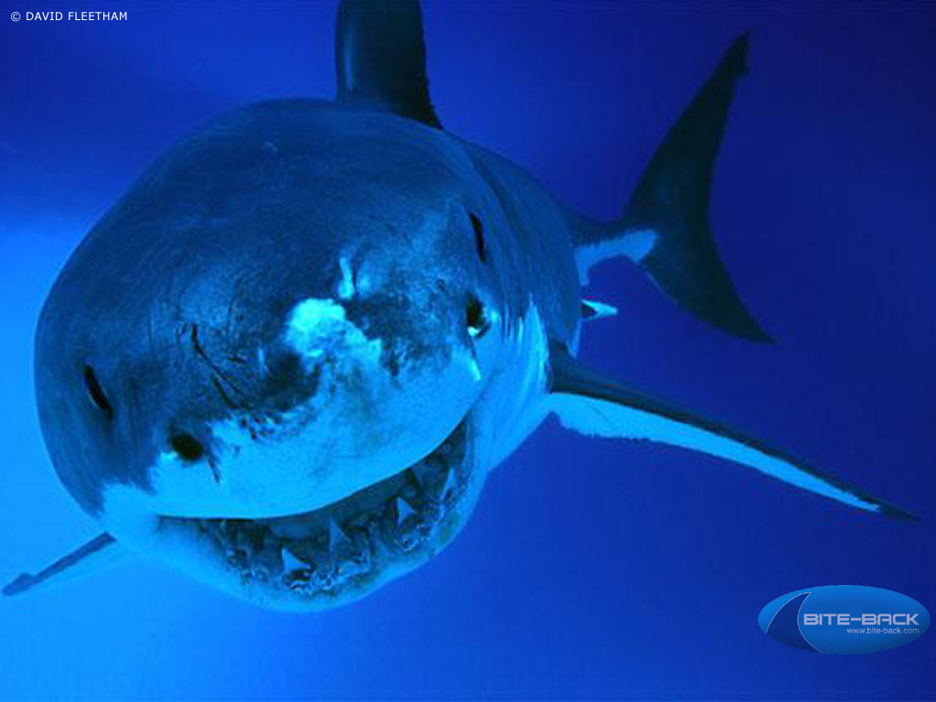 Hd Animal Wallpapers Hd Sharks Wallpapers Afalchi Free images wallpape [afalchi.blogspot.com]