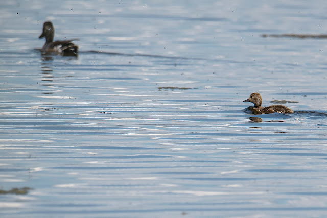 birdwatching, birds, ducks, photography, landscape, travel, California, Eared Grebes, Grebes, ducklings, babies, Clark's Grebe, Tri-colored Blackbird