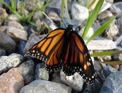 monarch-butterfly-just-emerged-from-his-chrysalis