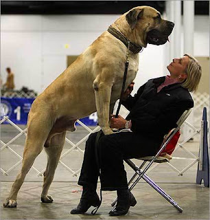 maior cachorro do mundo