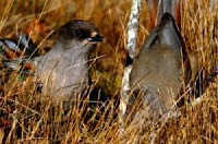 Siberian Jay