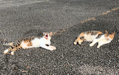 駐車場で昼寝する猫ちゃん