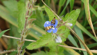 Cauchas fibulella DSC172255