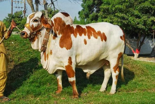  Best Beautiful Cow Wallpapers