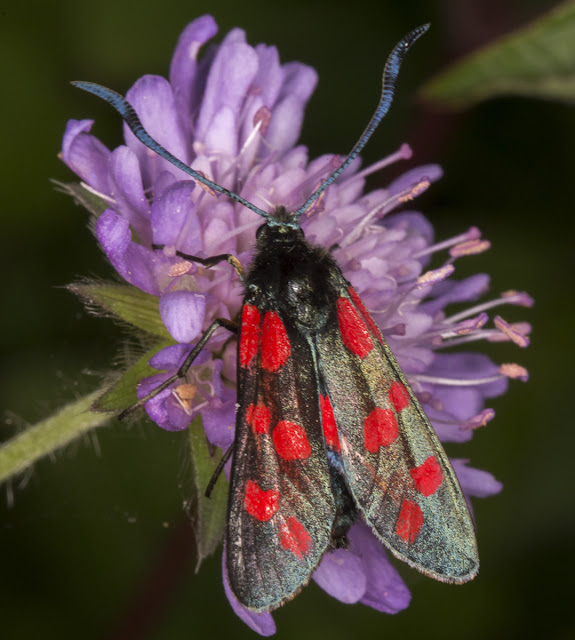 Six-spot Burnet, Zygaena filipendula stephensi.  Zygaenidae.  Shoreham, 3 August 2013.